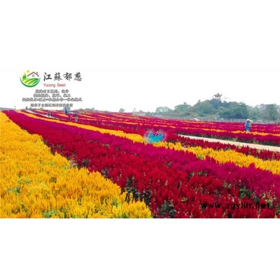 毛竹種子價格...認證企業