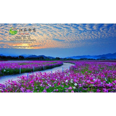桂花種子哪里有賣的...認證企業(yè)