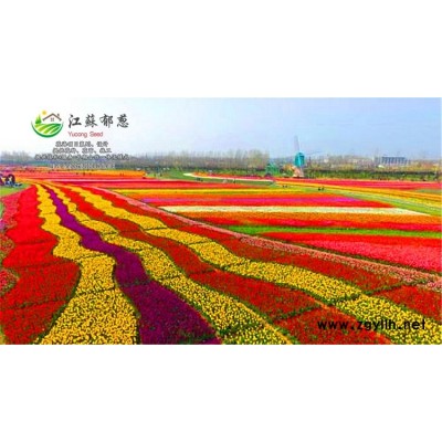 高桿雞冠花種子價格...高發(fā)芽率
