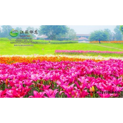 觀賞草花種子哪里有賣的...高發(fā)芽率