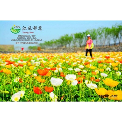 暴馬丁香種子種植技術(shù)方法...高發(fā)芽率