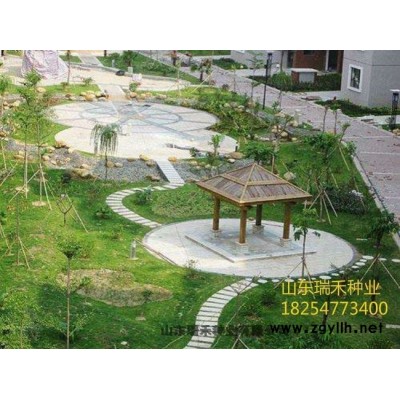 常見的綠化草種子有哪些