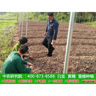 白芨種植技術好不好學？白芨種植技術學習要多久？