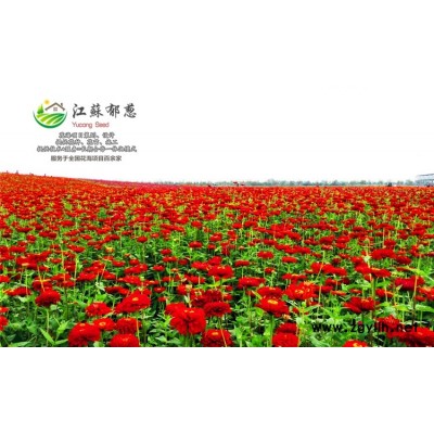 小麗花種子一般多少錢一斤...高發芽率