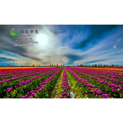 工程草坪種子種植技術方法...高發芽率