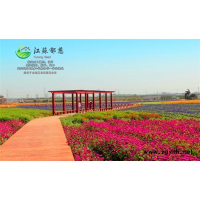 含金蓮種子種植技術(shù)方法...免費試鐘