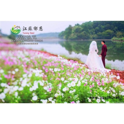 小葉女貞種子-條紋糖果波斯菊種子一般多少錢一斤-認證企業(yè)