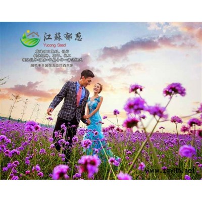 牛膝籽種子-洋蔥種子價格-認證企業(yè)