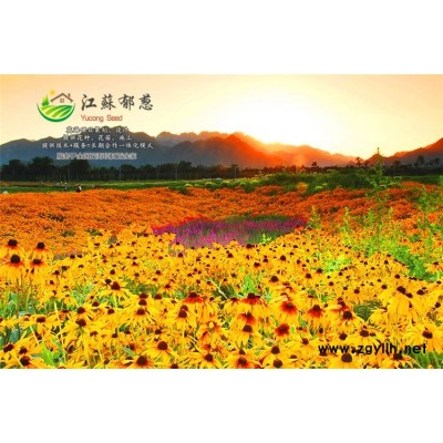 青桐種子-結(jié)縷草種子哪里有賣的-高發(fā)芽率