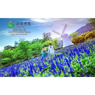 蓍草種子一般多少錢一斤...高發芽率
