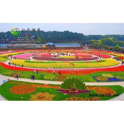 暴馬丁香種子種植技術方法...免費試鐘