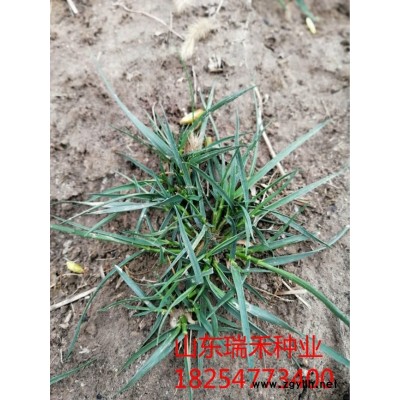 狗牙根草籽多少錢一斤