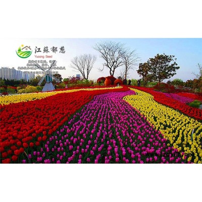 檜柏種子種植技術(shù)方法...高發(fā)芽率