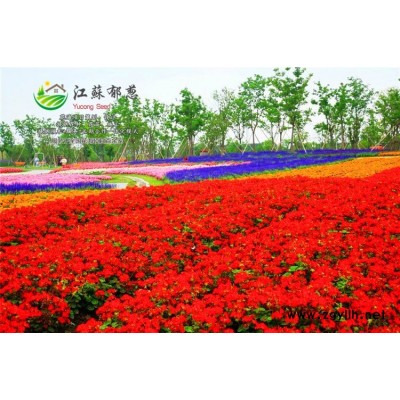 金葉女貞種子-荷蘭菊種子價格-高發(fā)芽率