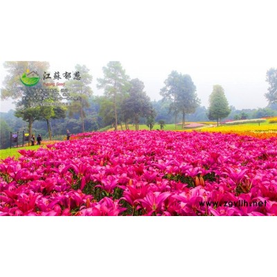 草花種子-大蔥種子哪里有賣的-高發(fā)芽率
