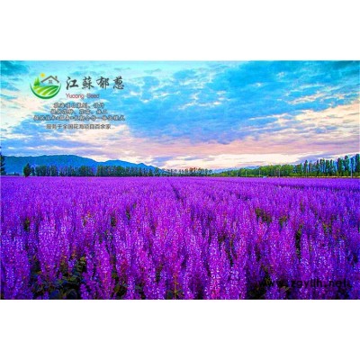 香菜種子哪里有賣的...高發芽率