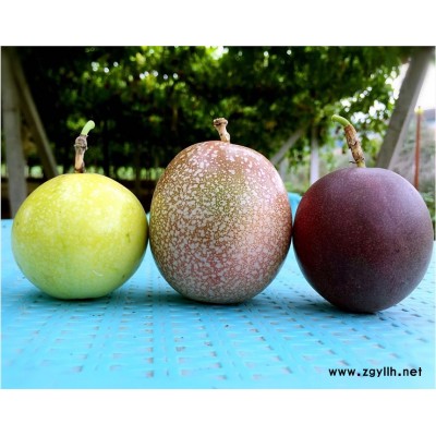 福建昊玥源生態農業百香果及百香果苗