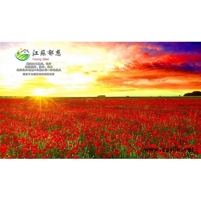 西蘭花種子一般多少錢一斤...高發(fā)芽率