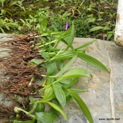 貴陽觀山湖區哪里有白芨種植基地？中農研究院白芨種植示范基地