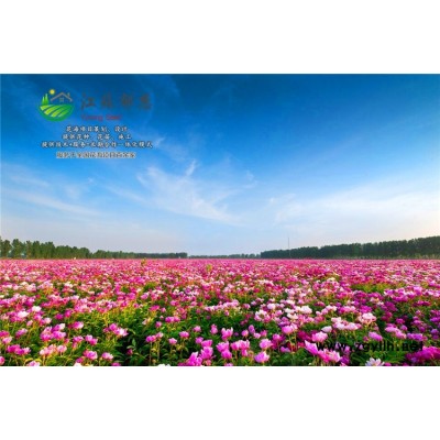 平安豆種子-黃岑種子哪里有賣的-認證企業(yè)