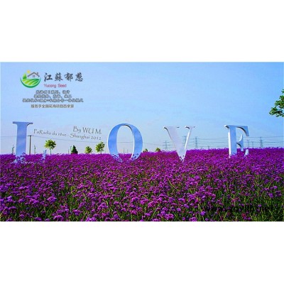 工程草花種子-千日紫種子價格-認證企業(yè)
