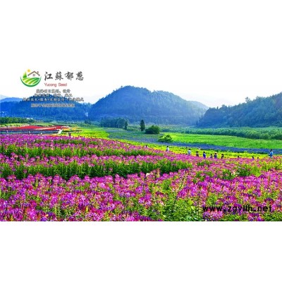 荊芥種子-銅錢柳種子種植技術方法-認證企業