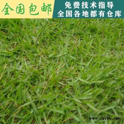 貴州貴陽(yáng)草種批發(fā) 草坪專業(yè) 進(jìn)口草種 日本結(jié)縷草 中華結(jié)縷草 馬尼拉草種