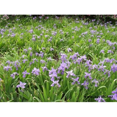 河北保定哪里有大花萱草 冬青 女貞 大葉黃楊 馬蓮 景天 價(jià)格合理 包上車