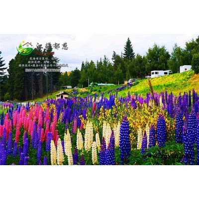 蒲葵種子價格...高發芽率