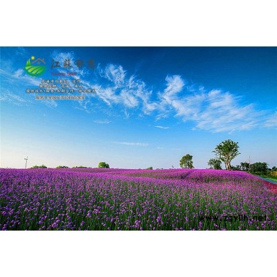 敗醬草種子種植技術方法...高發芽率