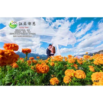 觀賞茄子種子價(jià)格...高發(fā)芽率