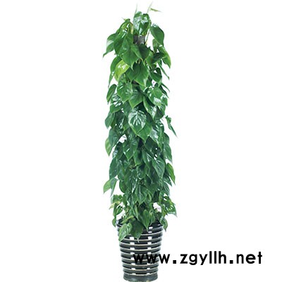 漢陽綠植出租-花卉綠植出租-雅淳花卉(推薦商家)