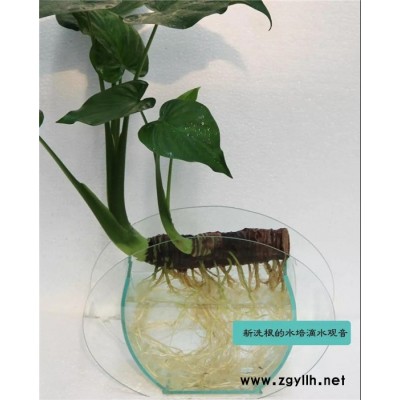 武漢綠植租售-武漢綠植-雅淳花卉植物出租(查看)