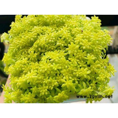 黃金萬年草報(bào)價(jià)-韻可園林-黃金萬年草