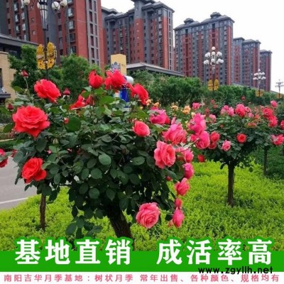 成品盆栽月季基地-平谷區盆栽月季基地-吉華月季培育基地