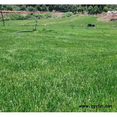 混播草坪批發基地-安寧銘巖草坪價格-昆明混播草坪