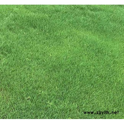 剪股穎草坪批發(fā)-剪股穎草坪-安寧銘巖草坪種植園(查看)