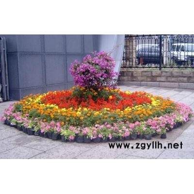 黃陂花卉出租-濱江花卉出租-雅淳花卉(推薦商家)