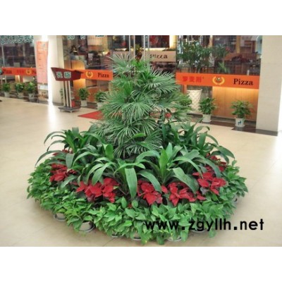 武漢花草植物出租電話「在線咨詢」