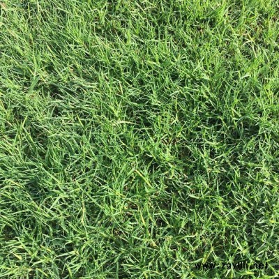 人工草坪種植基地-人工草坪-建勇真草坪惠(查看)