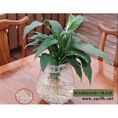 公司綠化養護-沌口綠化養護-雅淳花卉綠植租用