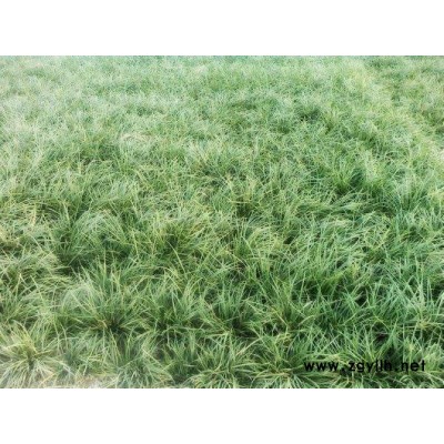 綠化麥冬草-圣茂麥冬草種植基地(在線咨詢)-山東麥冬草