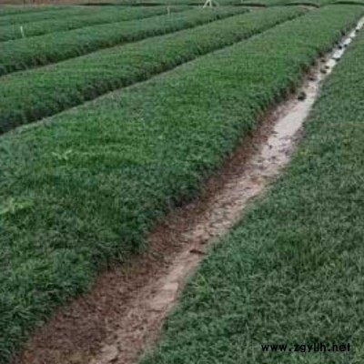 李斌麥冬草 觀賞沿階草批發(fā) 寧夏沿階草一平方種植密度