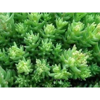 中華景天工程苗-中華景天工程苗價(jià)格-韻可園林(誠信商家)