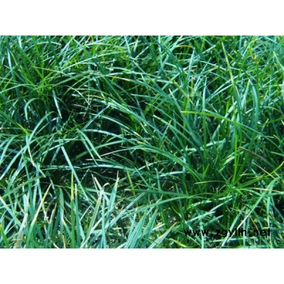 批發麥冬草-麥冬草-圣茂麥冬草種植基地