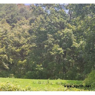 四季青草坪種植園-大理四季青草坪-安寧銘巖草坪批發(查看)