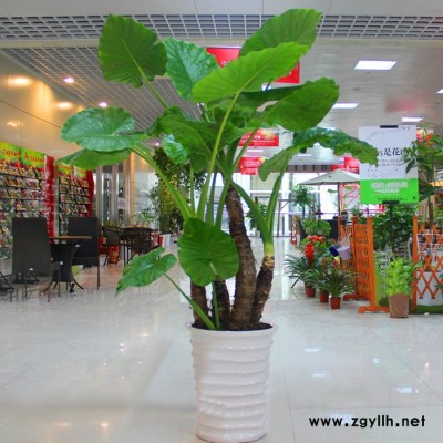 漢陽綠植出租-綠植出租公司-雅淳花卉(推薦商家)