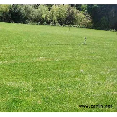 混播草坪多少錢一平米-景洪混播草坪-安寧銘巖草坪批發(查看)