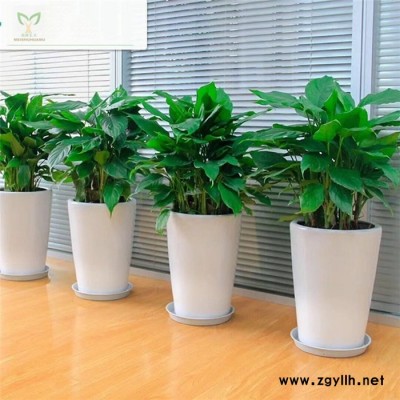 綠化養(yǎng)護(hù)費用-江夏綠化養(yǎng)護(hù)-雅淳花卉綠植租用