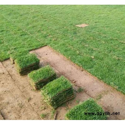 馬尼拉草坪廠家-馬尼拉草坪-安寧銘巖草坪價(jià)格